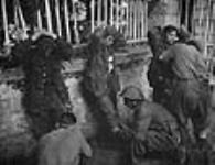 Membres de la Brigade belge fouillant trois prisonniers de guerre allemands 17 Aug. 1944