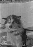 [Dog, N.W.T.] [graphic material] 1933