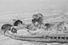 unidentified Inuit and dog team 1949-1950
