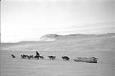 Checking dogs harnessed to komatik (sled) 1949-1950.