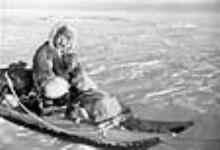 [Jimmy Hikok on the sea ice near Napaktuktuk. Jimmy and his dog team are returning home from checking his trap lines. Today's travel is done by snowmobiles.] 1949-1950.