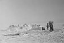 [La famille de Kaayak dans son camp; Kiluvikyuaq, Kipsiyak, Kaayak et Kinaryuaq. Kinaryuaq rapporte un peu de bois à la maison.] 1949-1950