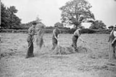 Soldiers of the 1st Canadian Corps assisting a farmer during the haying season, England, 16 June 1942 June 16, 1942.