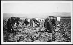 Women working in the fields at or near Salonika, Greece 1916