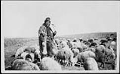 Shepherd with flock of sheep at or near Salonika, Greece 1916