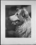 "Laddie", portrait of a collie. Published in Photograms of the Year, 1941; hung in at least seven photographic salons, 1939-1967 ca. 1938