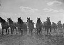 Farmers with team of horses work the wheat fields in Manitoba / Des agriculteurs et des équipages de cheveaux à l'oeuvre dans des champs de blé du Manitoba 1933