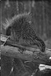 Porcupine, N.W.T. [graphic material] 1933