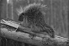 Porcupine, N.W.T. [graphic material] 1933