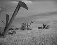 Combines at work during harvest on the Matador Co-operative farm about 40 miles north of Swift Current, Sask Sept. 1952