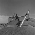 An automatic grain loader piles wheat for open storage at the Matador Cooperative Farm, about 40 miles north of Swift Current, Sask. Operator is Lorne Dietrick, navy veteran farm member Sept. 1952