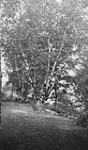 Unidentified woods ca. 1908