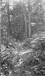 In the woods, Ronville, Muskoka Lakes ca. 1908