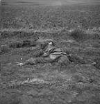 A dead German soldier 8 Feb. 1945