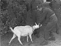 Private J. Hachuy of the North Shore Regiment has a tug of war with the farm Nanny goat 5 May 1945