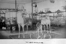Natural history exhibit at Newfoundland Museum between 1888 and 1895