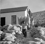 Inuit carrying bales of fox fur from the Hudson's Bay Company warehouse for loading aboard R.M.S. NASCOPIE August 1946.