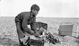 Herschel Island Inuit prepares fish to feed dogs 1930