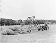 A sweepstacker in operation in an alfalfa field Aug. 1948