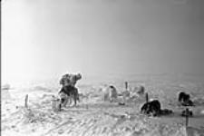 Inuit man tending husky dogs which are chained to stakes at a campsite 1949 or 1950.