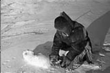 Inuit hunter setting a fox trap 1950.