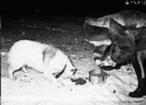 Feeding dog 1950.