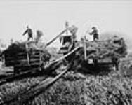 Threshing wheat at Melfort / Battage de blé à Melfort ca. 1930