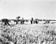 British immigrants harvesting wheat 1929