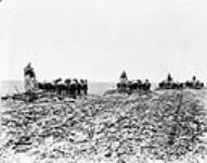 Four twelve-horse teams discing farm land between 1920 and 1930