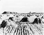 Mining coal and growing wheat on a farm between 1920 and 1930