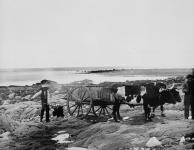 Gathering seaweed, Foot's Cove 1879.