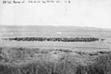 Cattle round-up, Big Valley, near Stettler, Alta 1911