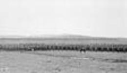 Col. Hugh M. McLean and officers, 7th Overseas Infantry Bridgade, Valcartier Camp, October 8, 1915 8 Ot 1915
