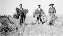 Isaac Blatt and sons Henry and Jack stooking wheat sheaves, Sonnenfeld Colony 1930