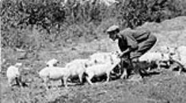 Reuben A. Springman feeding hogs, Edenbridge, [Sask.] July 1939