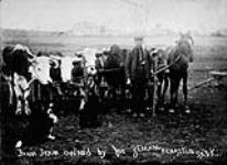 Farm team owned by Joe Zeman. Kenaston, Saskatchewan c 1908