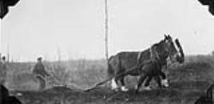 Mr. Tronczak, an immigrant from Poland, breaking new land on his farm in the Henribourg District 1920-1930