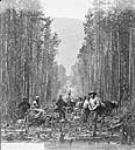 Cutting on the 49th Parallel 1861