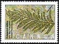 Archaeopteris halliana, early tree, Devonian period = Archaeopteris halliana, arbre primitif, période dévonienne [philatelic record]