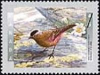 Gray-crowned rosy-finch = Roselin à tête grise [philatelic record]