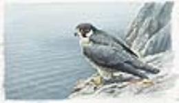[Peregrine Falcon] [graphic material] / [Painted by] [Robert McLellan Bateman]