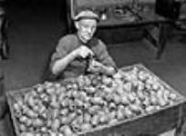 Ouvrier montant les goupilles des grenades à main à l'usine Frost and Wood avril 1941