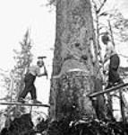 Les bûcherons Jack Crosse, un Canadien français, et Ollie Brackoos, un Finlandais, sur un échafaudage d'abattage, effectuent une entaille de direction sur une épinette de Sitka avril 1943