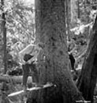 Male loggers use a buck saw to cut down a treee avril 1943