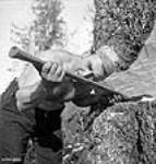 Male faller Jack Crosse "guns" a tree to determine the direction of its fall Apr. 1943