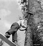 Le bûcheron canadien français Jack Crosse sur un échafaudage d'abattage effectue une entaille de direction avril 1943