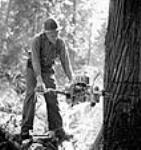 Lumberman Ed Crocker operates a power saw to fall a tree Apr. 1944