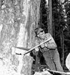 Lumberman Sam Stenstead 'guns' the tree's fall, allowing him to plan out the path of the falling tree Apr. 1944