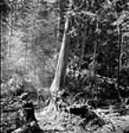 Les bûcherons Edward Crocker et Henry Bill de l'Industrial Engineering utilisent une scie à chaîne pour abattre un arbre juil. 1944
