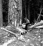 Le bûcheron Sam Stensted effectue une entaille de direction dans un arbrepour orienter sa chute juil. 1944